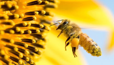 How To Save The Bees From Home