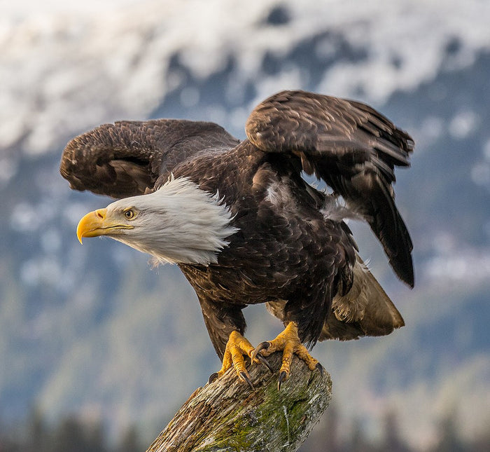 The Easing of Regulations for Endangered Species Protection