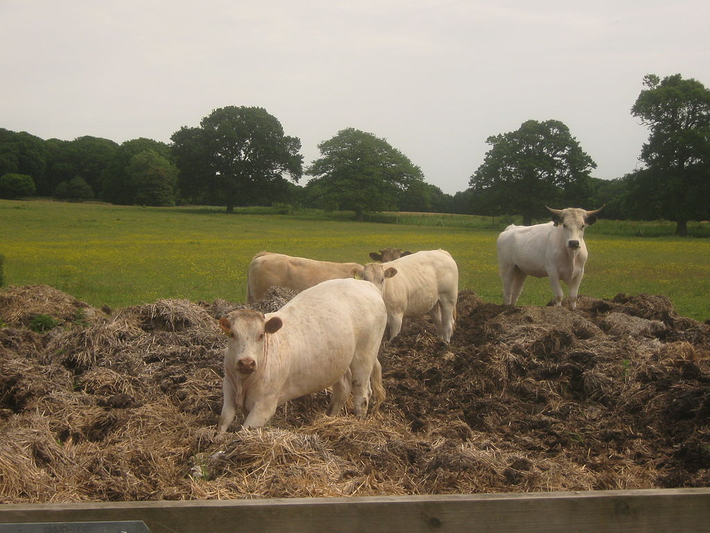 Methane from Manure: Could Farms be Power Plants of the Future