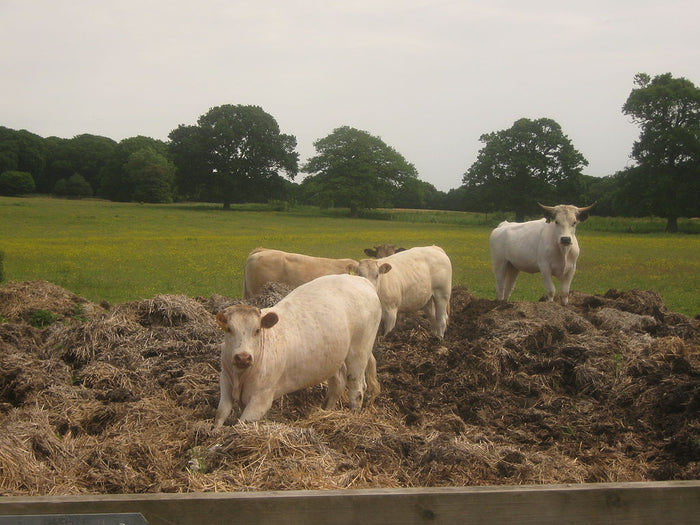 Methane from Manure: Could Farms be Power Plants of the Future