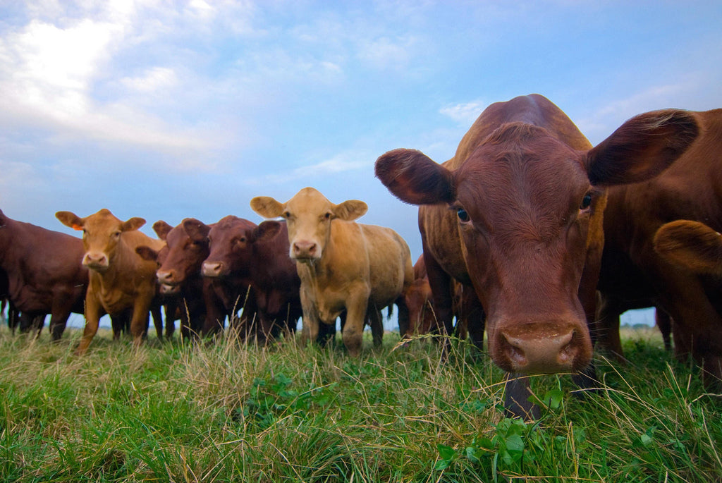 Maximizing Methane Production Potential of Farm Waste