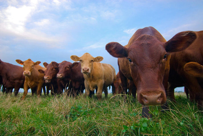 Maximizing Methane Production Potential of Farm Waste