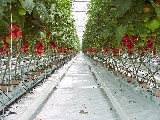 Waste Heat Recovery: Using Waste Heat to Grow Veggies