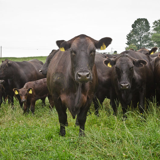 Regenerative Land Management: Can We Raise Carbon Neutral Cows?