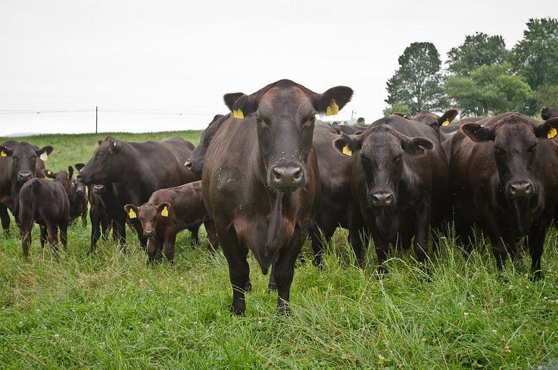 Regenerative Land Management: Can We Raise Carbon Neutral Cows?