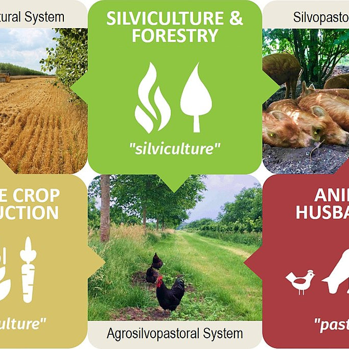 Impacts of Food Production on Air Quality and Health