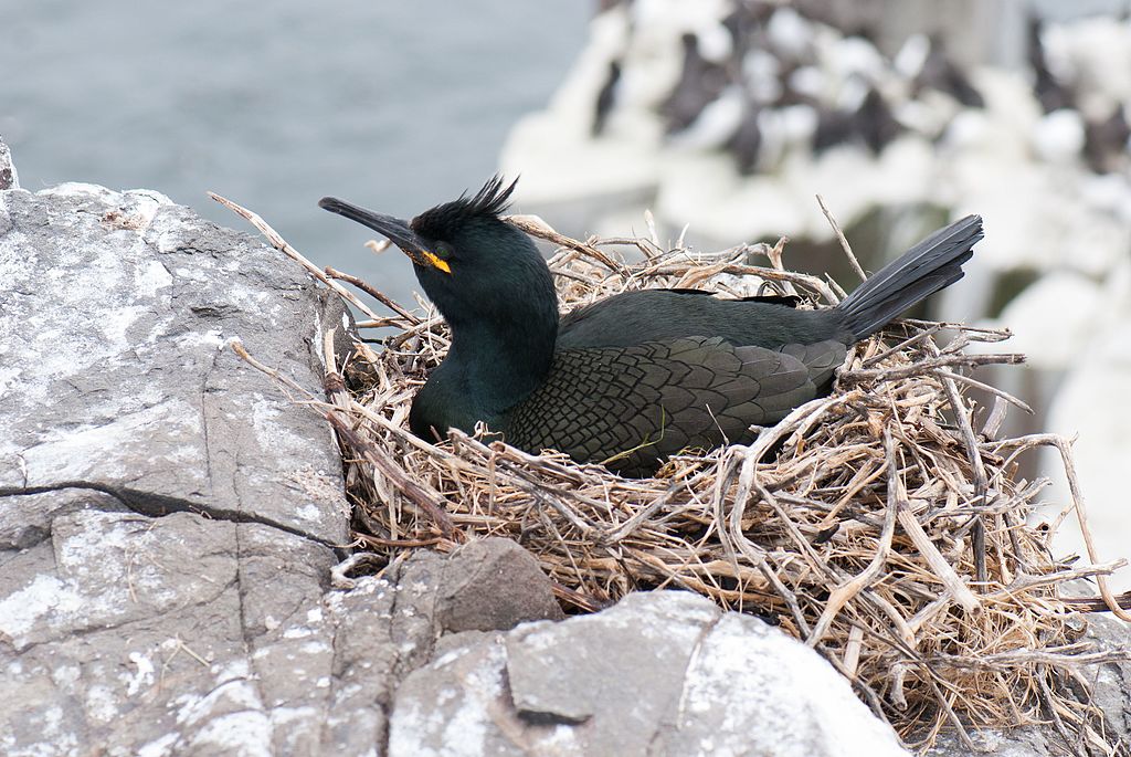 New Study to Investigate What Impact Chemical Waste from Landfills has on Seabirds