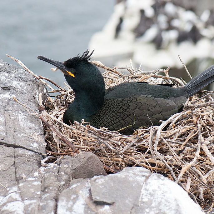 New Study to Investigate What Impact Chemical Waste from Landfills has on Seabirds