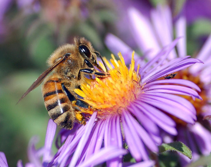 Greening Cities Can Help Save Bees
