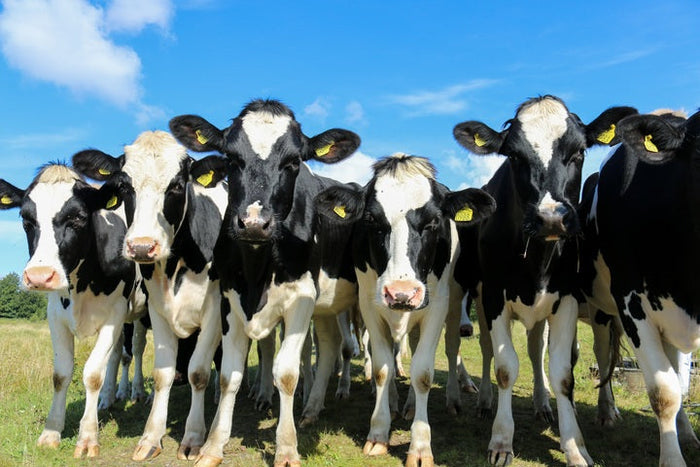 How Livestock Farms can Lead the Fight Against Climate Change