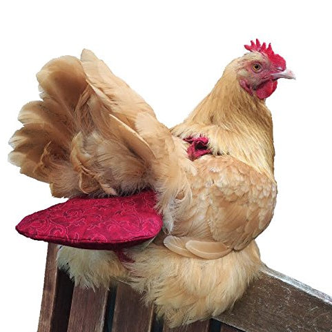 Designer Chicken Diapers Let Owners Recycle Chicken Poo in Style