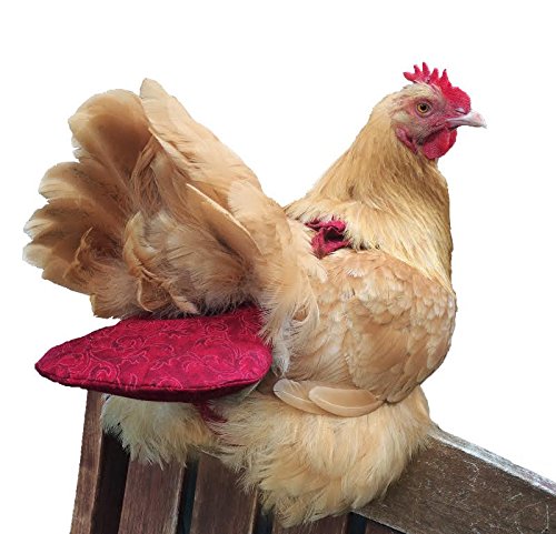 Designer Chicken Diapers Let Owners Recycle Chicken Poo in Style